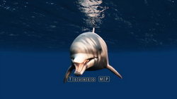 Image CG Dolphin