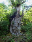 绳文杉