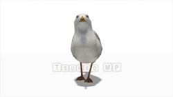Image CG Gull Gull