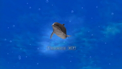 圖像 CG 海豚