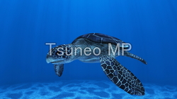 Illustration CG sea turtles