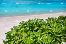 沖繩主島的海灘 / 大宜味植物 (7) 218 C 8009