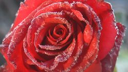 Flowers, roses, and frost-1