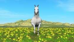 Image CG horses