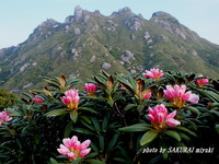 Yakushima rhododendrons pink