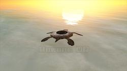 图像 CG 海龟